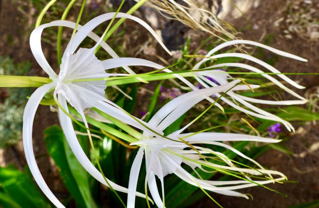 Gartenanlage Marina Playa Suite Hotel