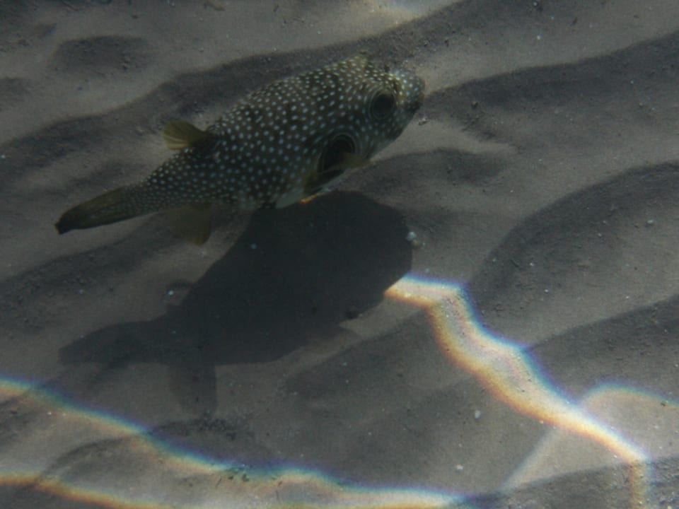 Kugelfisch beim schnorcheln Pickalbatros Alf Leila Wa Leila Resort - Neverland Hurghada