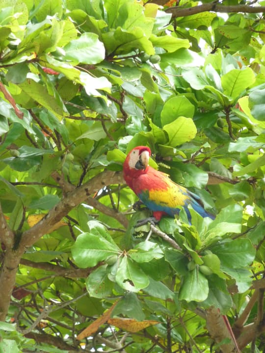 Bewohner des Parks Hotel & Club Punta Leona