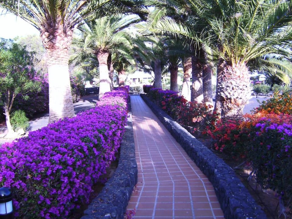 Gehweg zu den Appartment durch den Park. Relaxia Olivina