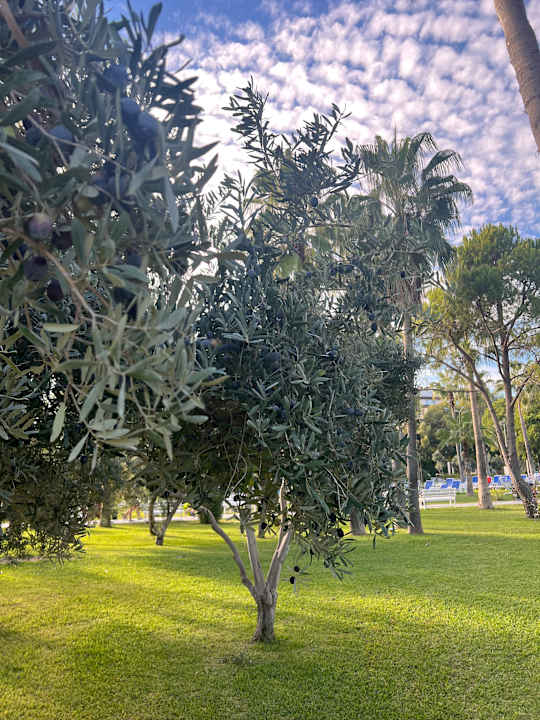 Gartenanlage Süral Saray Hotel