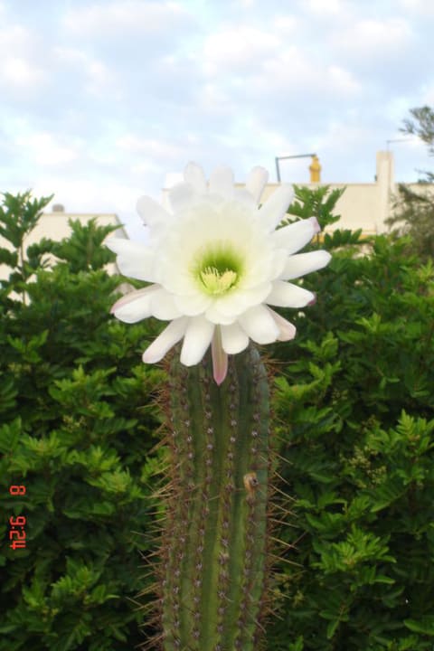 Königin der Nacht Hotel Islas Paraiso