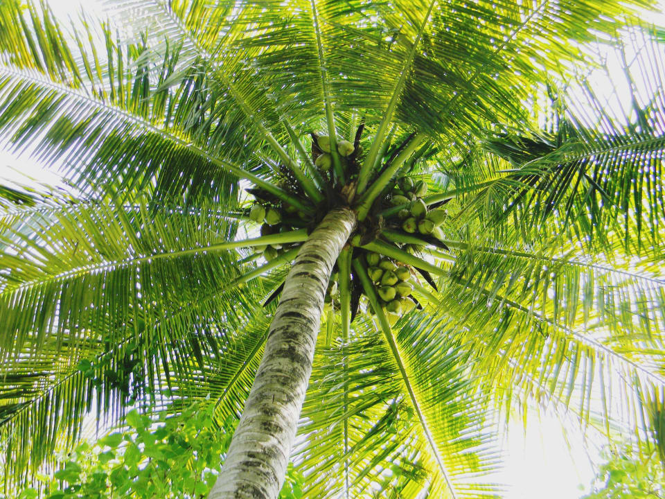 Kokosnüsse Summer Island Maldives