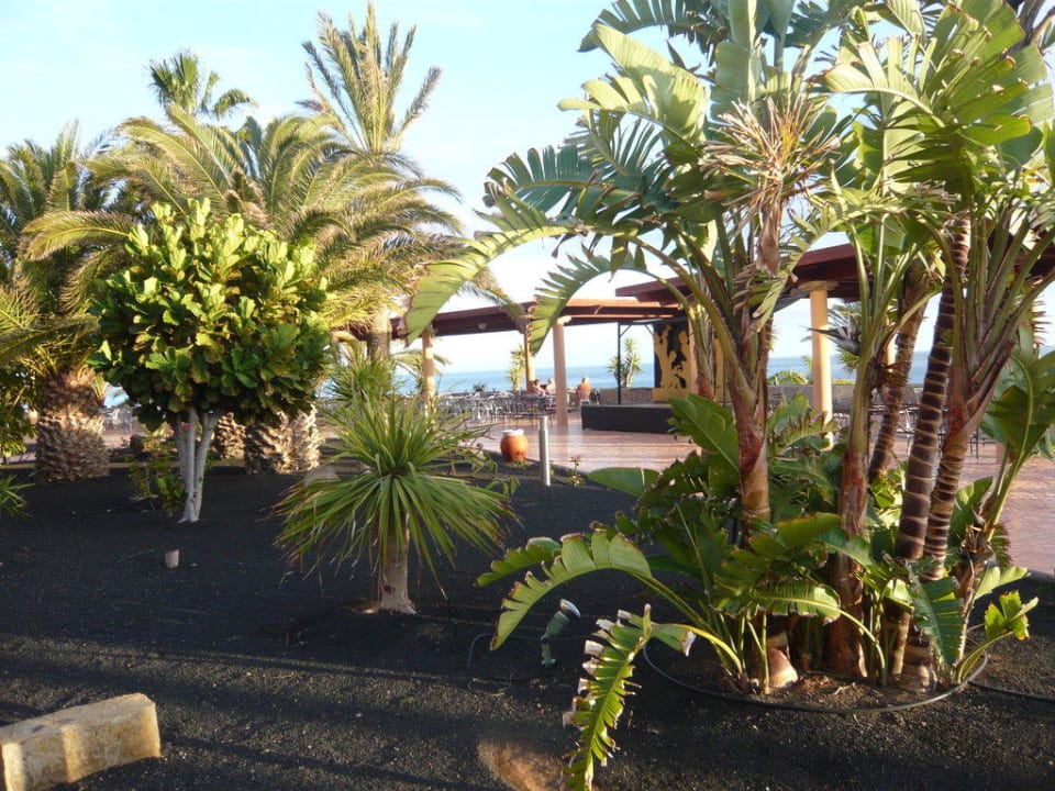 Kleiner Hotelgarten Iberostar Selection Fuerteventura Palace