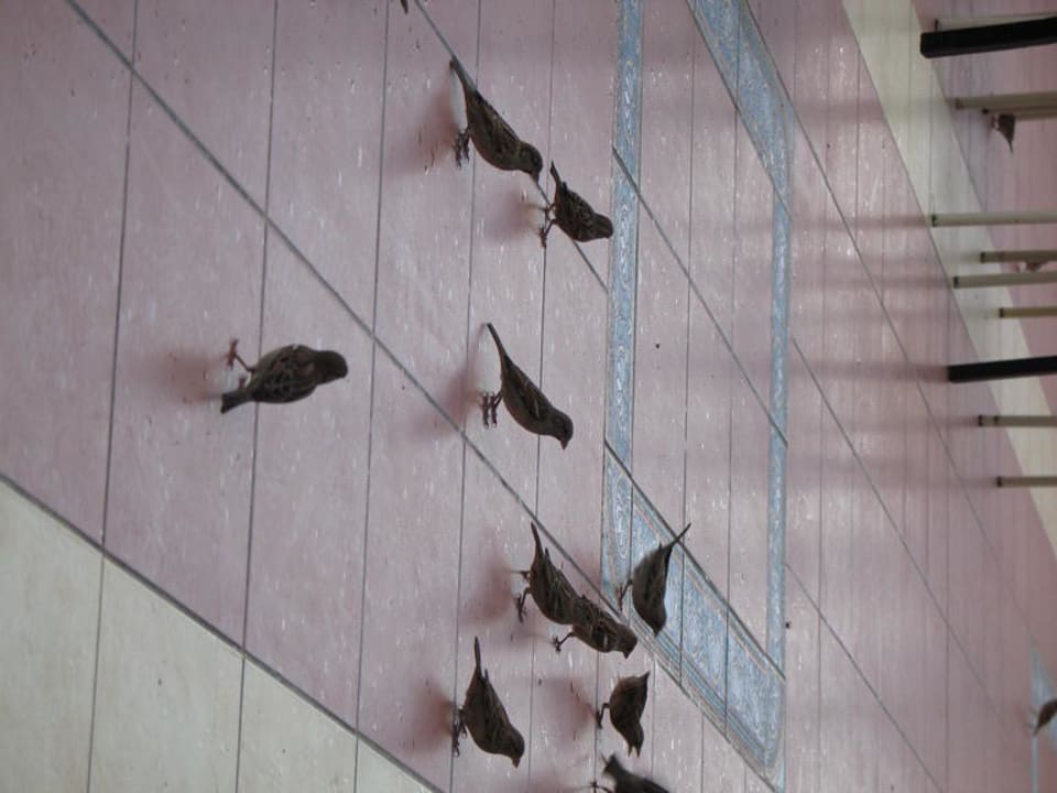 Spatzen Kustur Club Holiday Village