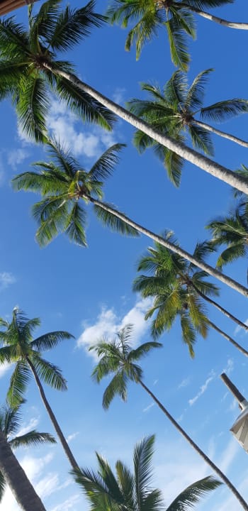 Gartenanlage Viva V Samana by Wyndham – Adults Only