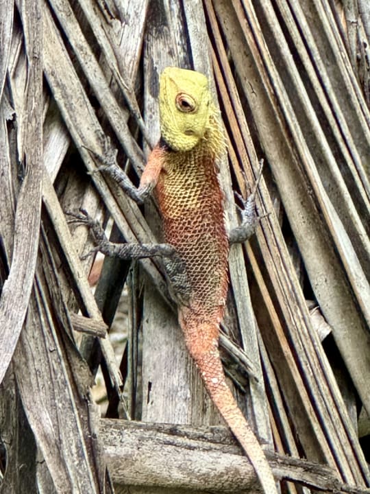 Sonstiges NH Collection Maldives Reethi Resort