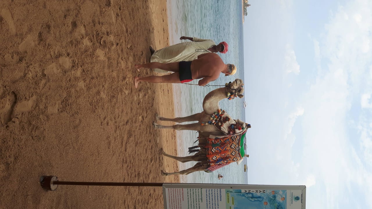 Kamelreiten am Strand Taxi Baba Hotel JAZ Makadi Star & Spa