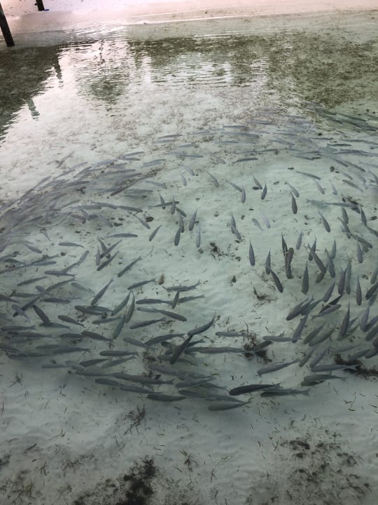 Strand Kuredu Island Resort & Spa
