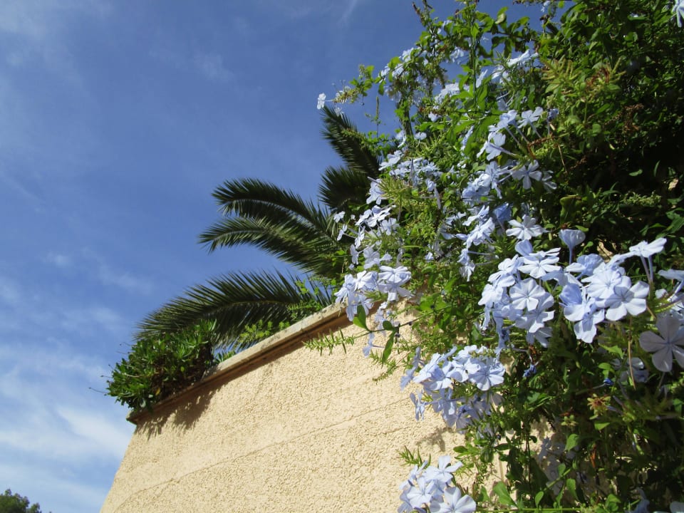 Pool Grupotel Orient