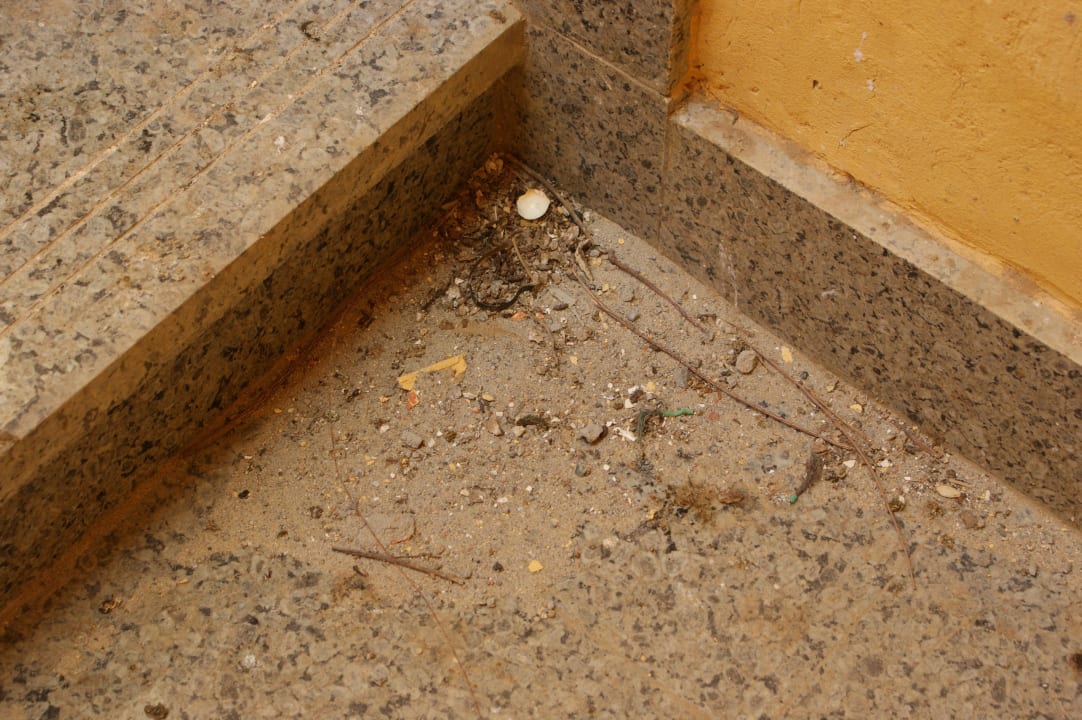 Dieser Schmutz lag eine Woche lang vor unserem Zimmer Malikia Resort Abu Dabbab