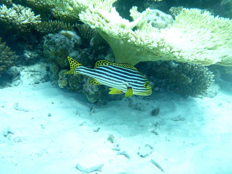 Unterwasserwelt  Meeru Maldives Resort Island