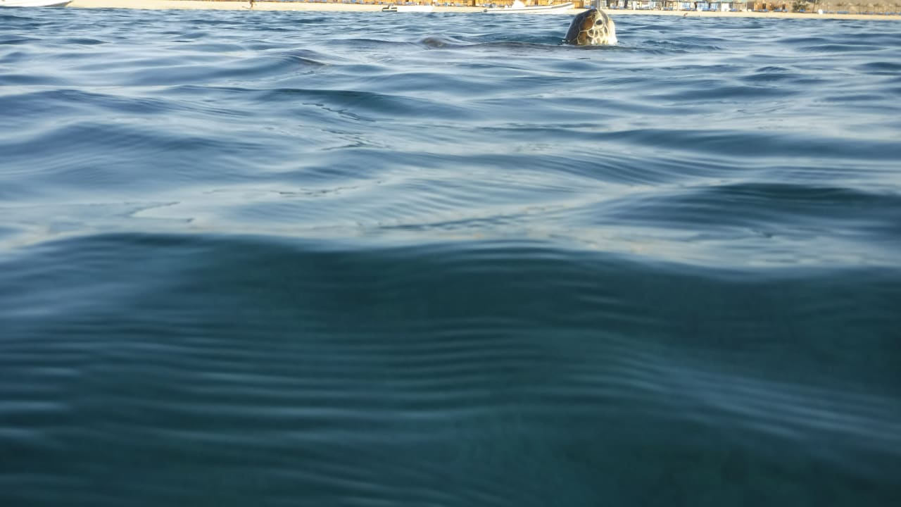 Sonstiges Malikia Resort Abu Dabbab