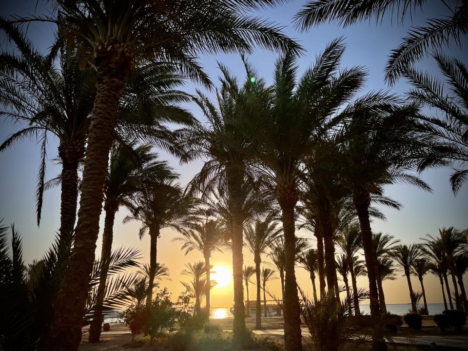 Ausblick Palm Royale Resort - Soma Bay