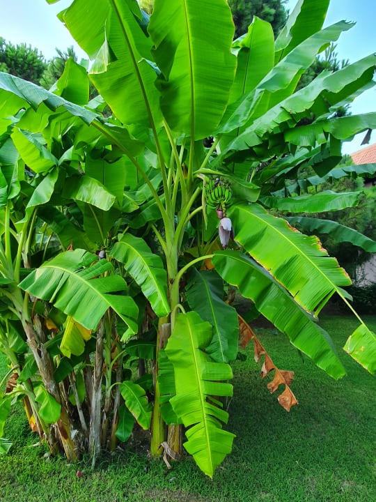 Gartenanlage Sunrise Resort Hotel