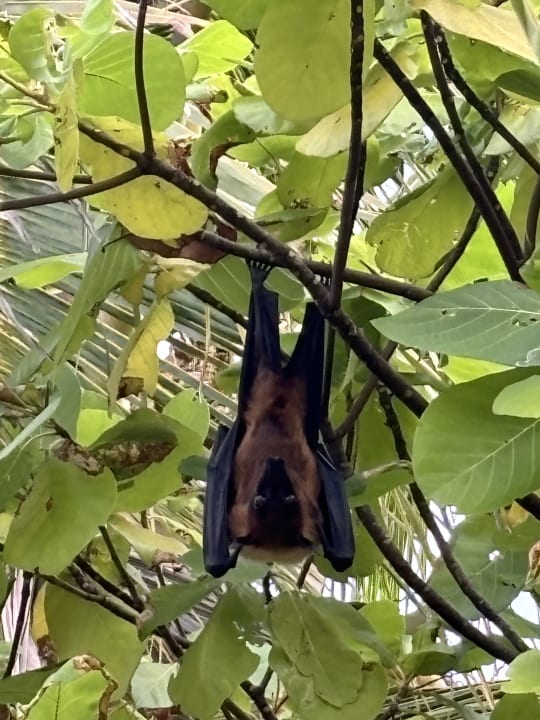 Ausblick Filitheyo Island Resort