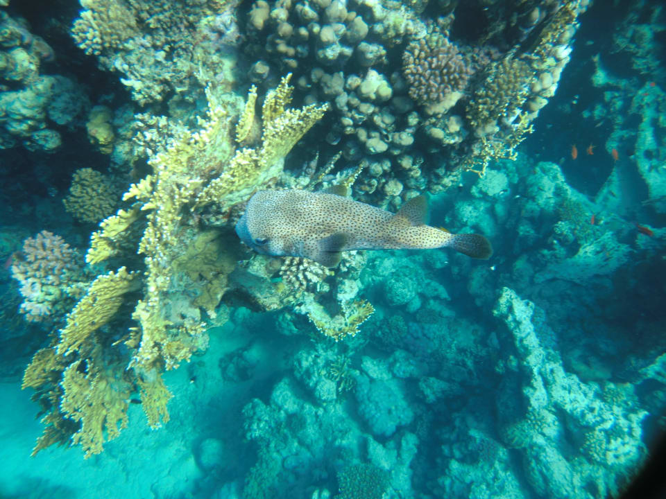 Igelfisch Jaz Dar EL Madina