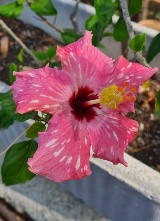 Gartenanlage allsun Hotel Bella Paguera