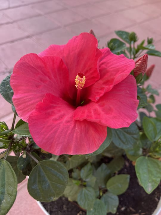 Gartenanlage Club Can Bossa