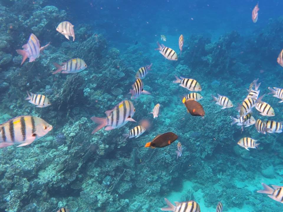 Sport & Freizeit Brayka Bay Resort