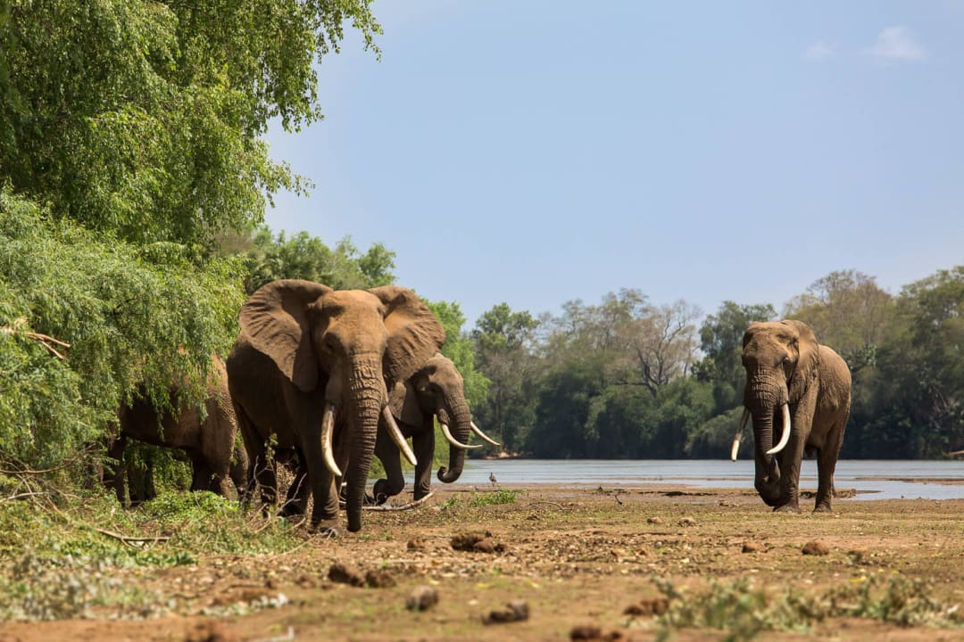 Safari experience AHG Kuwinda Safari Camp Ecolodge