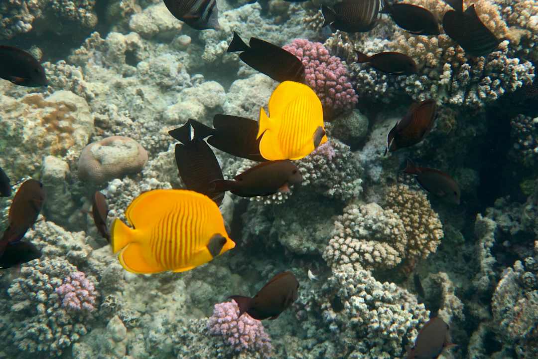 Strand Malikia Resort Abu Dabbab