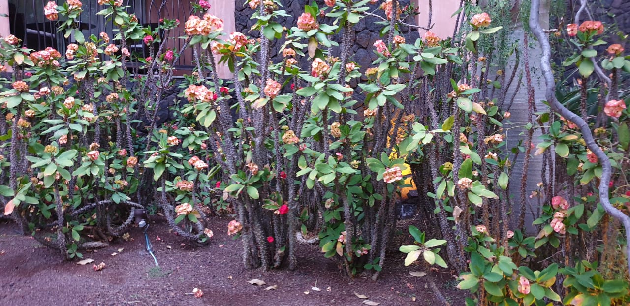 Gartenanlage Lopesan Baobab Resort