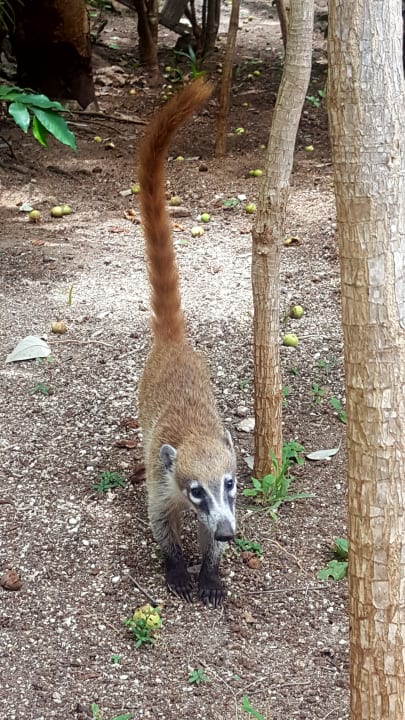 Mitbewohner  Hotel Riu Tequila