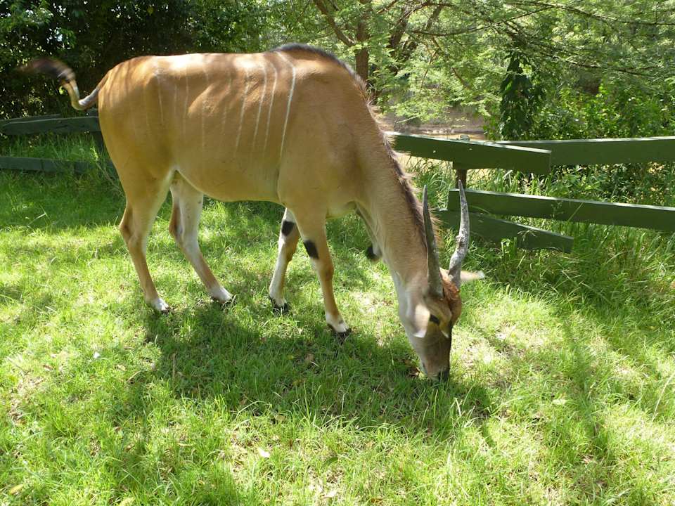 Ständiger Besucher, keine Scheu vor dem Menschen Royal Mara Safari Lodge