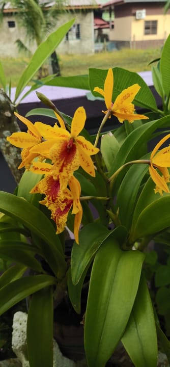 Gartenanlage OCEAN LODGE LANGKAWI