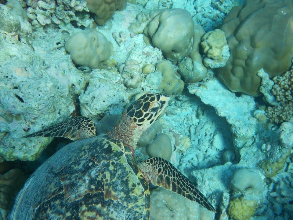 Unter dem Wasser Kihaa Maldives