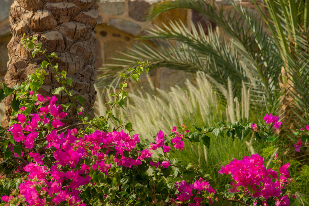 Gartenanlage Steigenberger Coraya Beach - Adults only