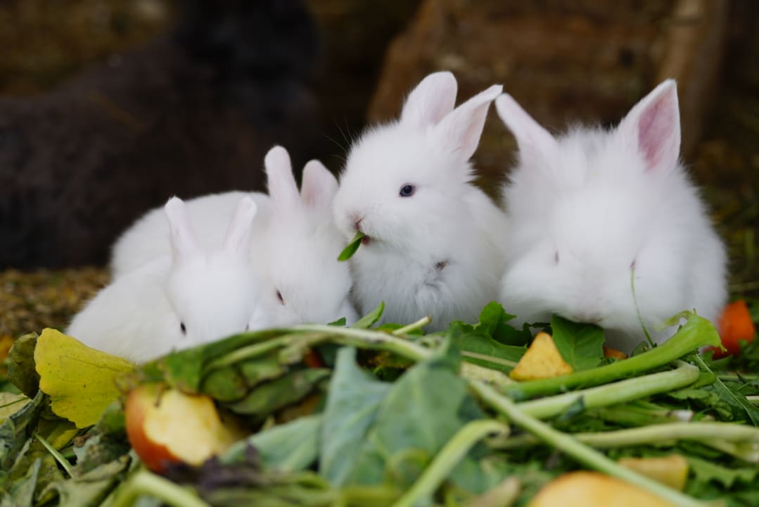 Sonstiges Ferienhof Schmid