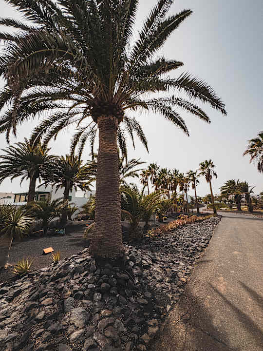 Gartenanlage allsun App.-Hotel Albatros