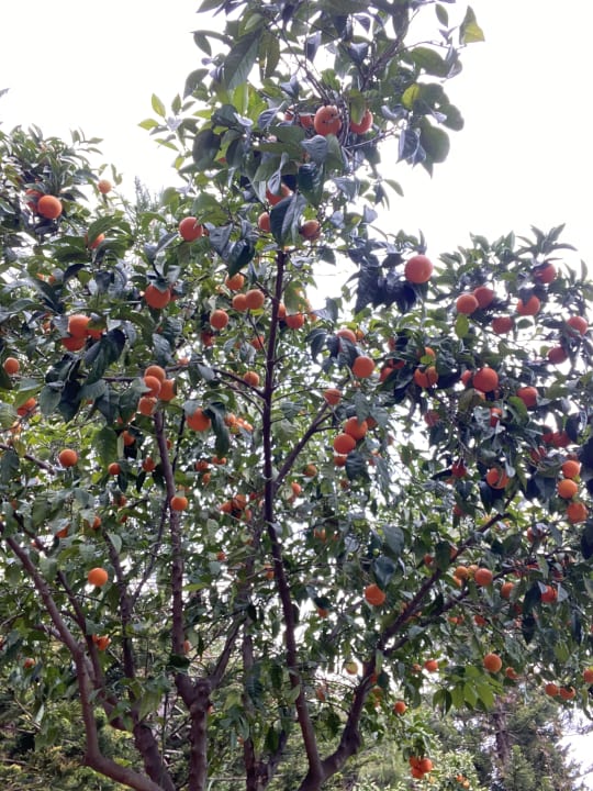 Gartenanlage TUI MAGIC LIFE Beldibi +16