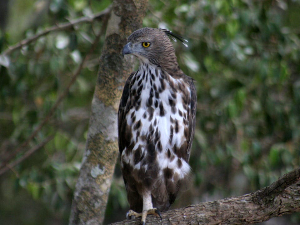 Wildlife Mahoora Tented Safari Camp - Wilpattu