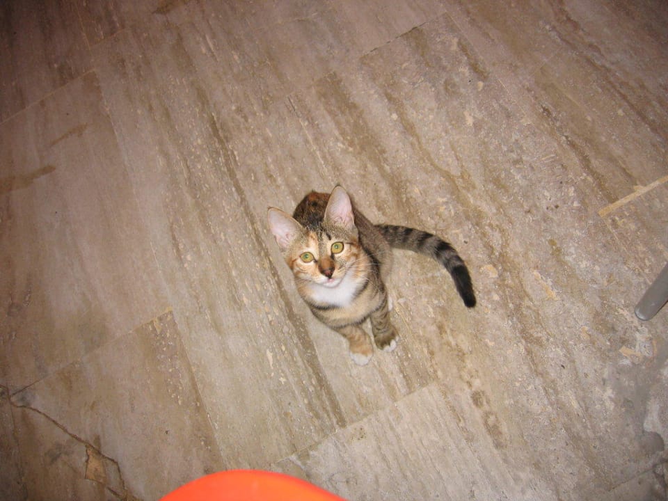 Hotel eigene Katze New Garden Hotel Side