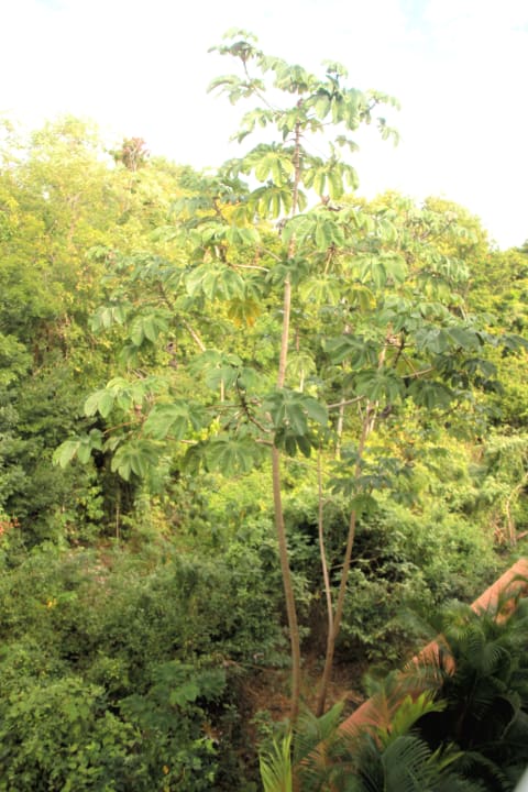 Balkonblick in den Dschungel Sandos Playacar Select Club Adults only - All Inclusive