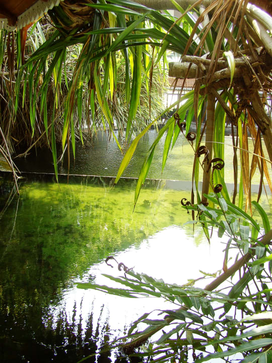 Gartenanlage Tangerine Beach Hotel