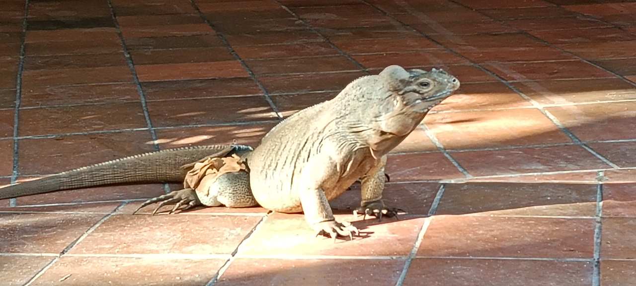 Gartenanlage Hotel Viva Dominicus Palace by Wyndham-All Inclusive Resort