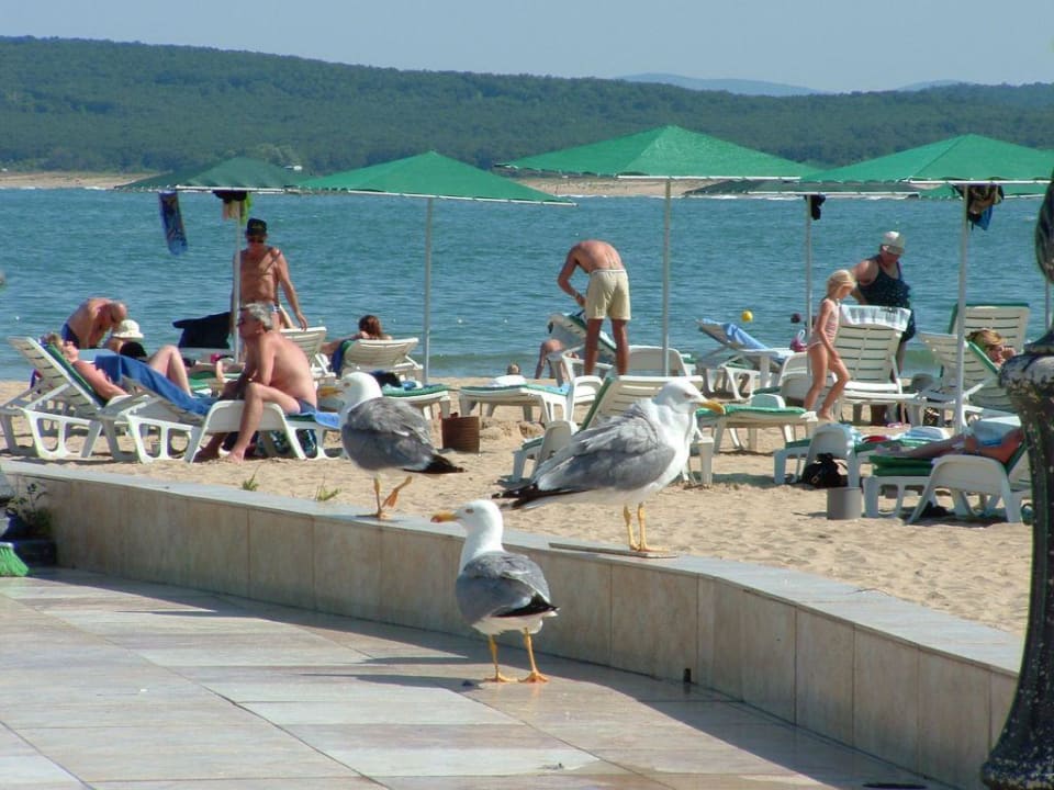 Hotelstrand mit Möwe Duni Royal Holiday Village
