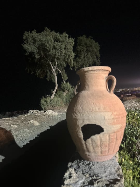 Sonstiges Cactus Royal