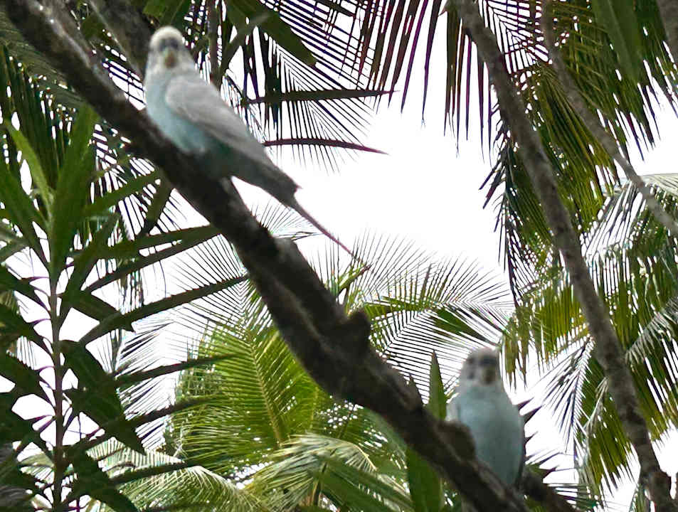 Gartenanlage Thulhagiri Island Resort