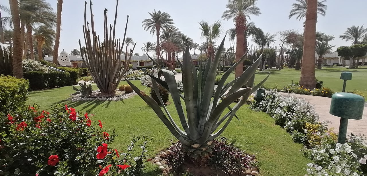 Gartenanlage Shams Safaga Resort