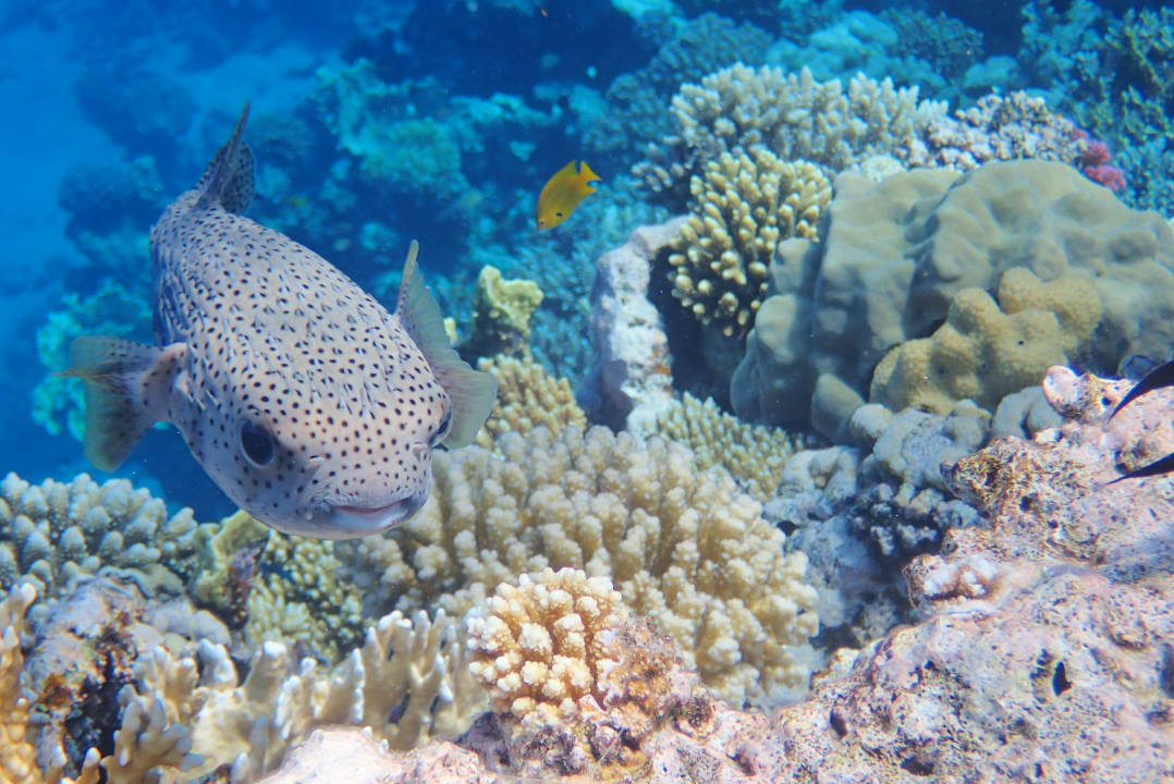 Strand Pickalbatros Citadel Resort