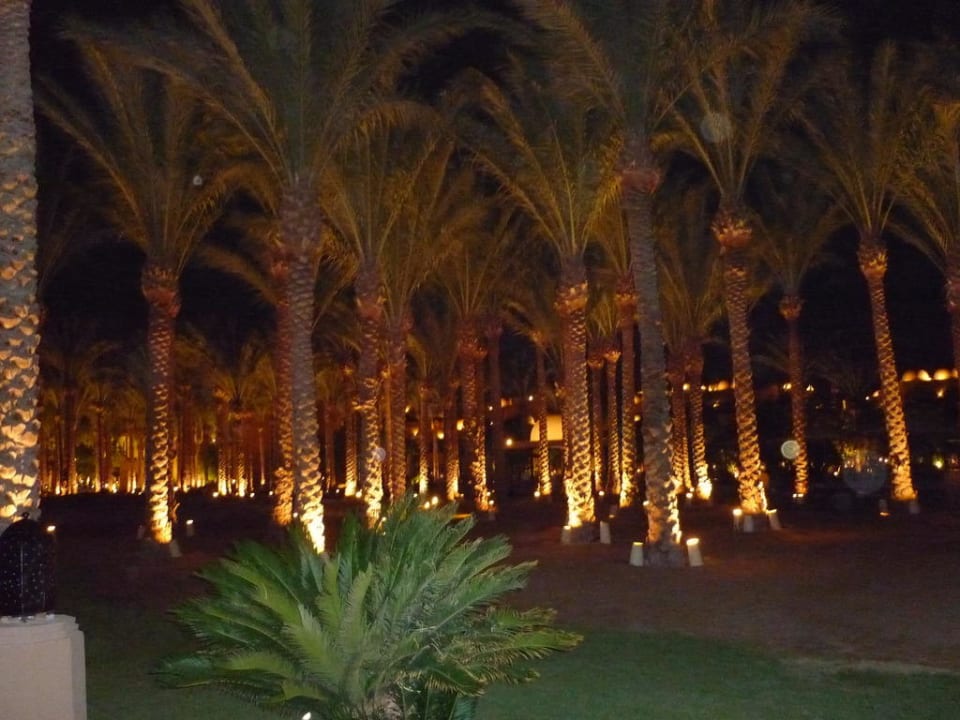 Palmenwald am Strandbereich Makadi Palace