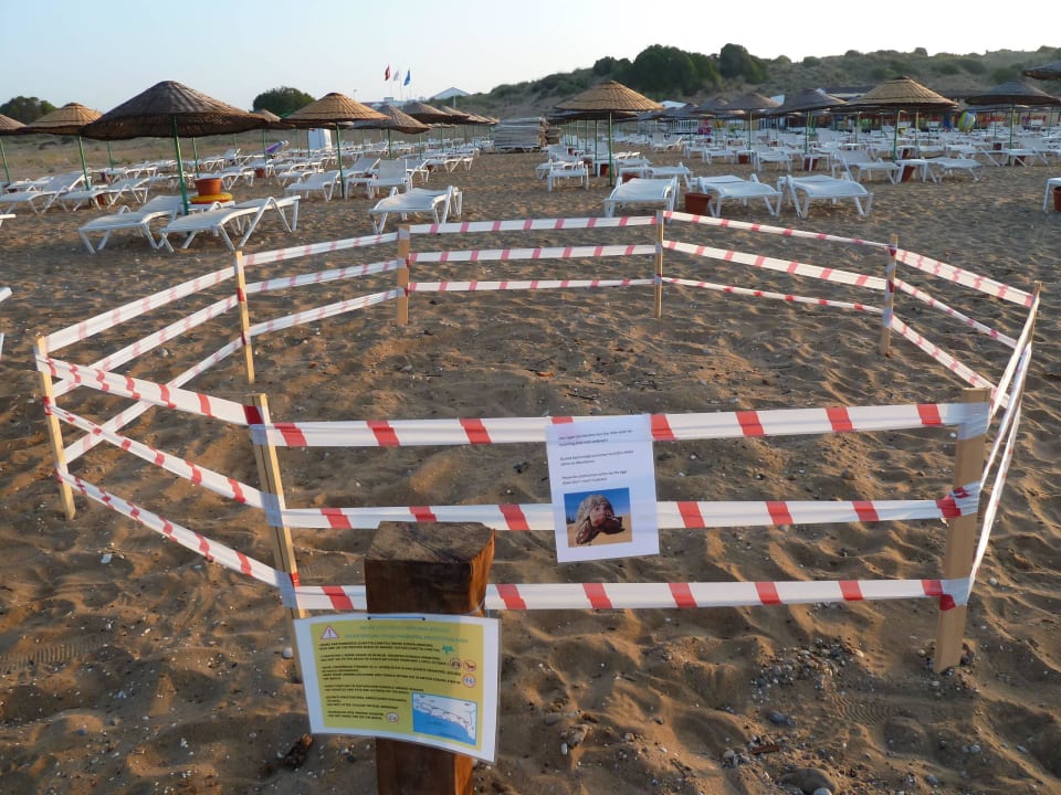 Am Hotelstrand Eierablage von Schildkröten Roma Beach Resort & Spa 16+ Adult Only