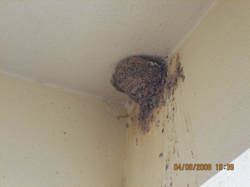 Balkon mit Schwalbennest Hotel Yellow Praia Monte Gordo