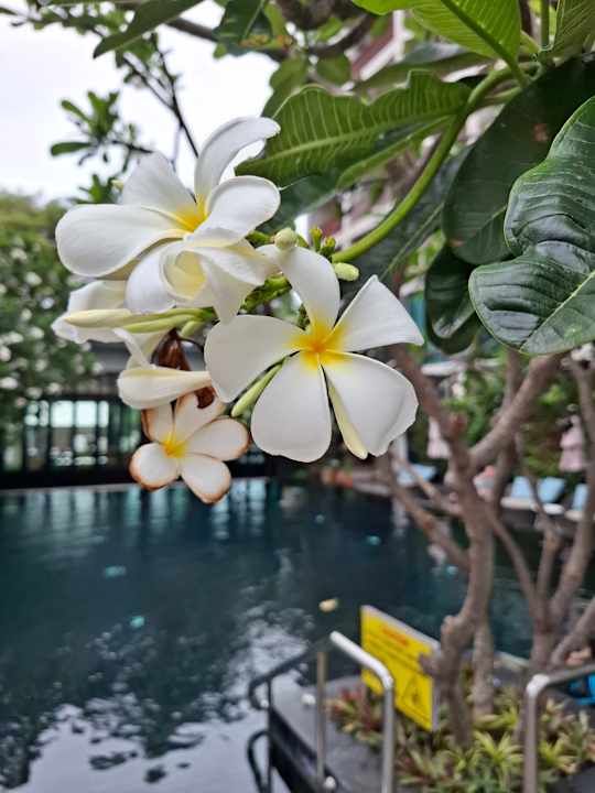 Pool Fifth Jomtien Pattaya