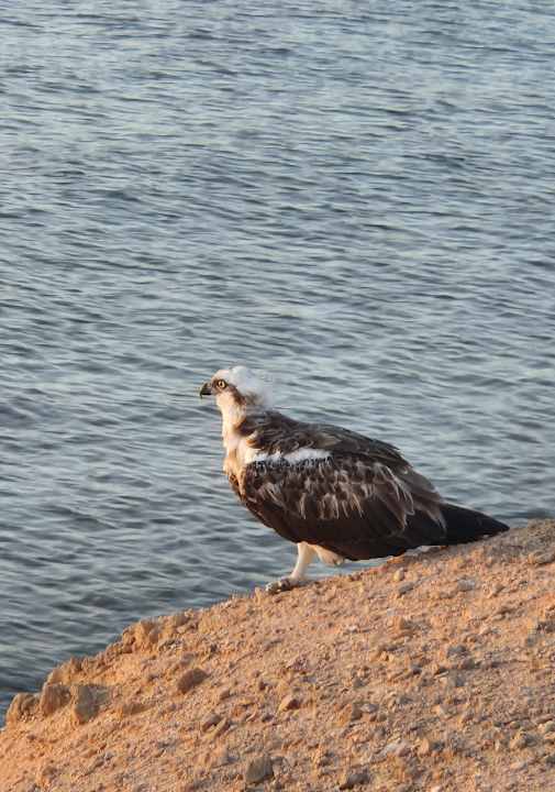 Strand Steigenberger Resort Alaya Marsa Alam - Red Sea - Adults only